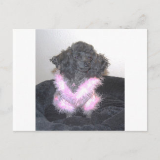 Black Toy Poodle in Pink Sweater oh la la la Postkarte