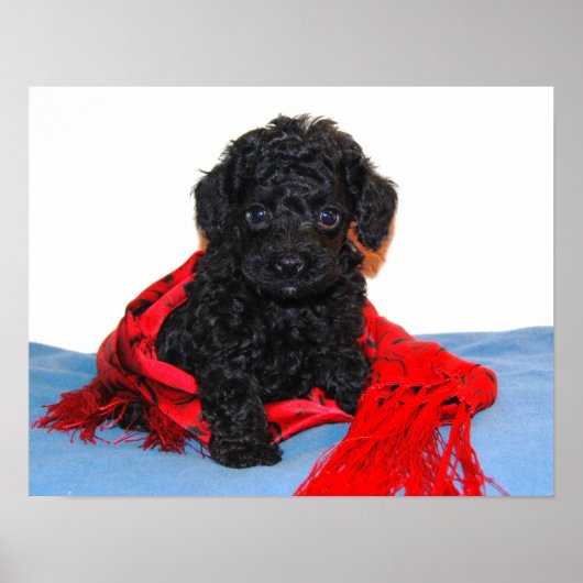 Black Toy Poodle Welpe mit rotem Schal Poster (Vorne)
