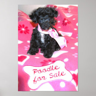 Black Toy Poodle Welpe zum Verkauf Poster