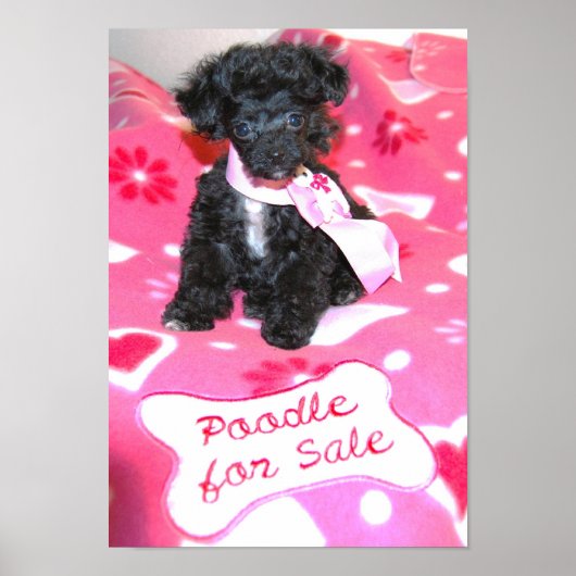 Black Toy Poodle Welpe zum Verkauf Poster (Vorne)