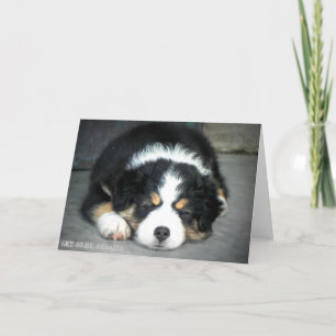 Black Tri Australian Shepherd Greeting Card Karte