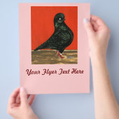 Black Tumbler Taube Flyer (Hand)