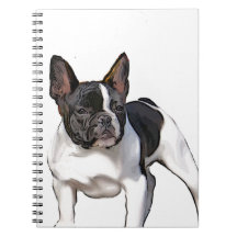 BLACK UND WEISS FRANZÖSISCHER BULLDOG