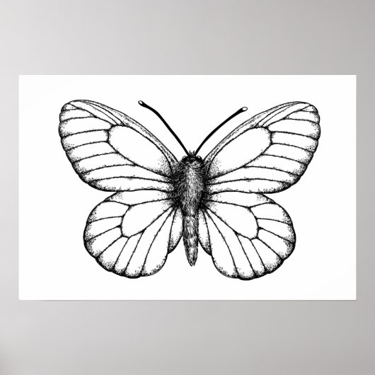 Black-veined white butterfly poster (Vorne)