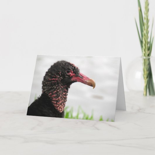 Black-Vulture-Grußkarte Karte (Vorderseite)