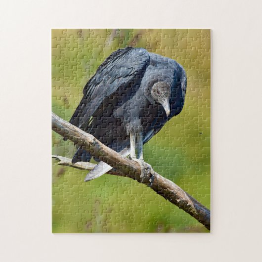 Black Vulture Wildlife Jigsaw Puzzle (Vertikal)
