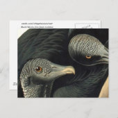 Black Vultures, John James Audubon Postkarte (Vorne/Hinten)