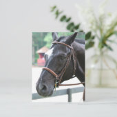 Black Warmblut Postcard Postkarte (Stehend Vorderseite)