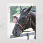 Black Warmblut Postcard Postkarte (Vorne/Hinten)