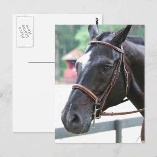 Black Warmblut Postcard Postkarte (Vorne/Hinten)
