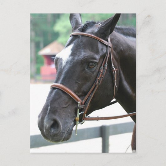 Black Warmblut Postcard Postkarte (Vorderseite)