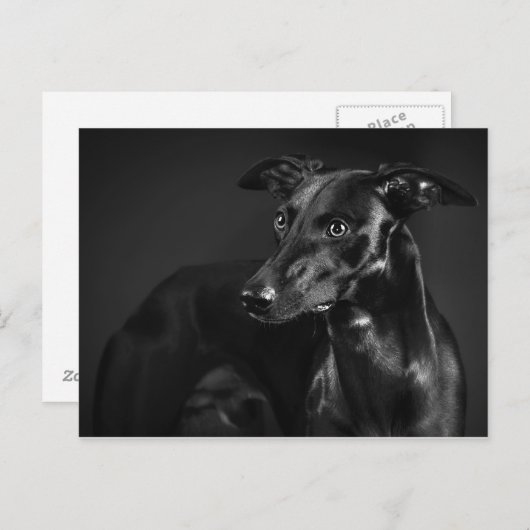 Black Whippet Postkarte (Vorne/Hinten)
