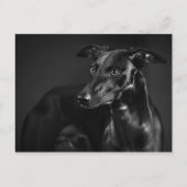 Black Whippet Postkarte (Vorderseite)