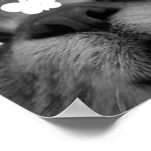 Black&White 17yro kitty Poster (Ecke)