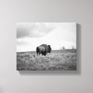 Black & White American Bison Stehend 8x10 Leinwanddruck