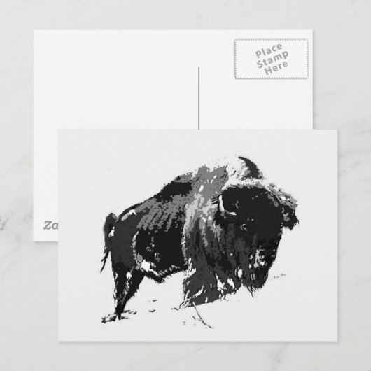 Black & White Bison / Buffalo Postkarte (Vorne/Hinten)