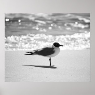 Black & White Bonaparte's Gull am Strand 16x20 Poster