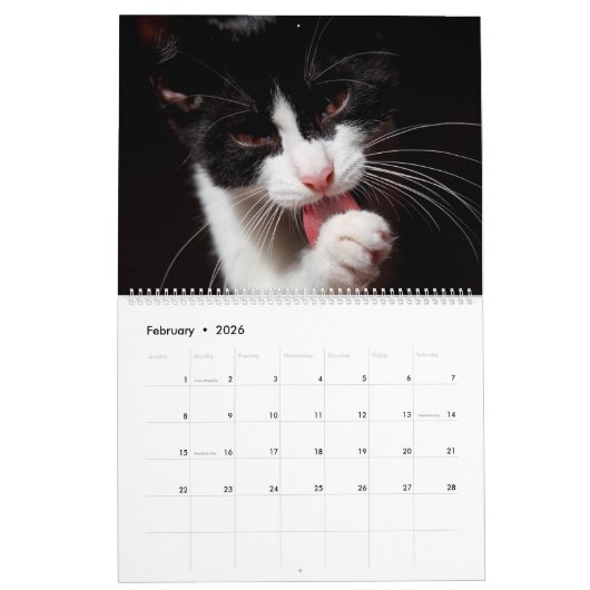 Black & White Cats & Kittens Kitty Cat 2020 Kalender (Feb 2026)