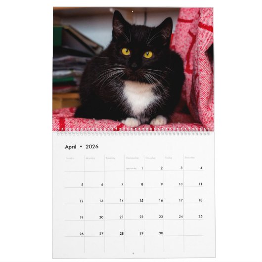 Black & White Cats & Kittens Kitty Cat 2020 Kalender (Apr 2026)