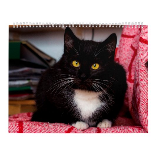 Black & White Cats & Kittens Kitty Cat 2020 Kalender (Titelbild)