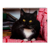 Black & White Cats & Kittens Kitty Cat 2020 Kalender (Titelbild)