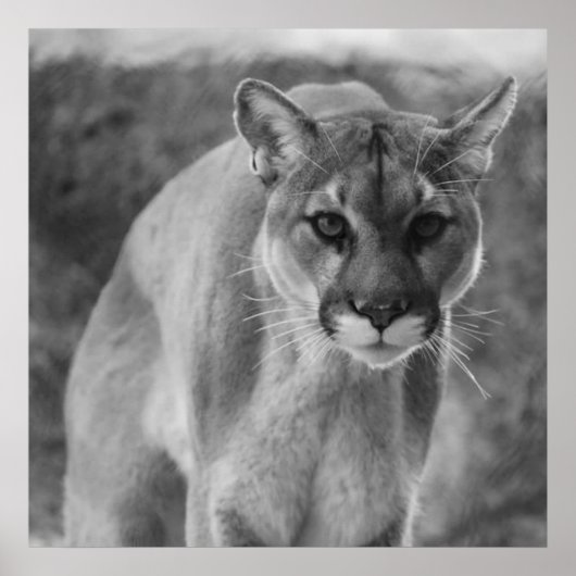 Black & White Cougar Poster (Vorne)