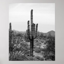 Black & White Desert Cactus 16x20 Poster Print