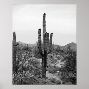 Black & White Desert Cactus 16x20 Poster Print