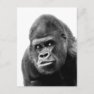 Black White Gorilla Postkarte