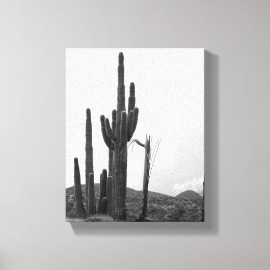 Black & White Group von Saguaro Cactus auf Hill 8x Leinwanddruck (Vorderseite)
