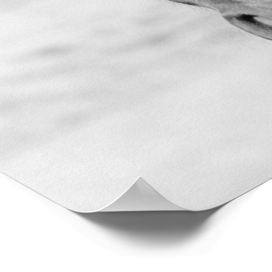 Black White Horse Poster (Ecke)