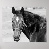 Black White Horse Poster (Vorne)
