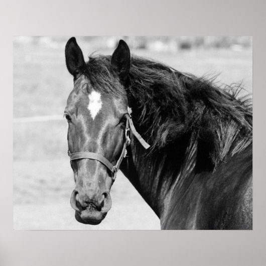 Black White Horse Poster (Vorne)