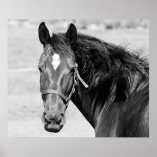 Black White Horse Poster