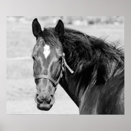 Black White Horse Poster (Vorne)