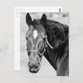 Black White Horse Postkarte (Vorne/Hinten)