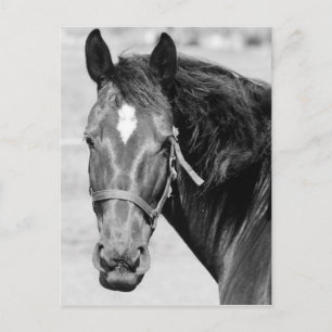 Black White Horse Postkarte