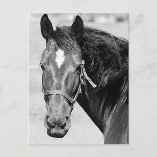 Black White Horse Postkarte (Vorderseite)