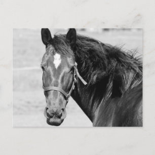Black White Horse Postkarte