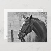 Black White Horse Postkarte (Vorne/Hinten)