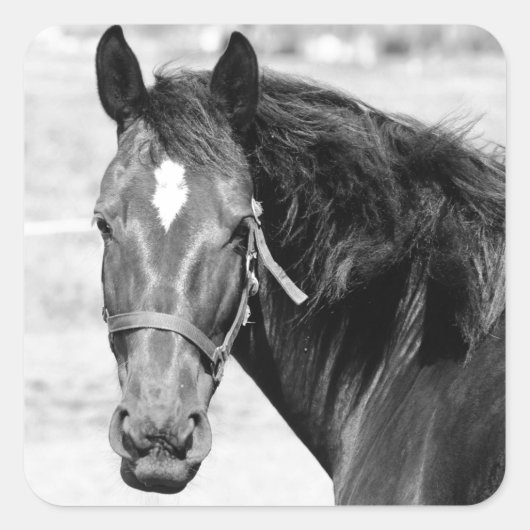Black White Horse Quadratischer Aufkleber (Vorderseite)
