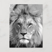 Black White Lion Postkarte (Vorderseite)