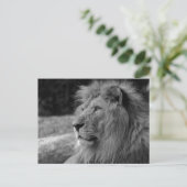 Black & White Lion the King - Tierfotografie Postkarte (Stehend Vorderseite)