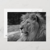 Black & White Lion the King - Tierfotografie Postkarte (Vorne/Hinten)