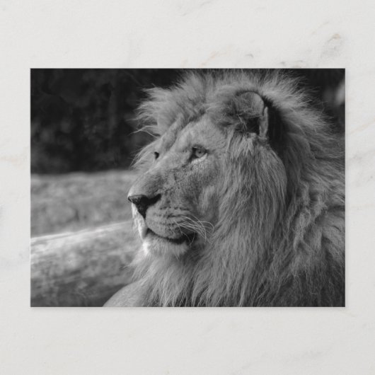Black & White Lion the King - Tierfotografie Postkarte (Vorderseite)