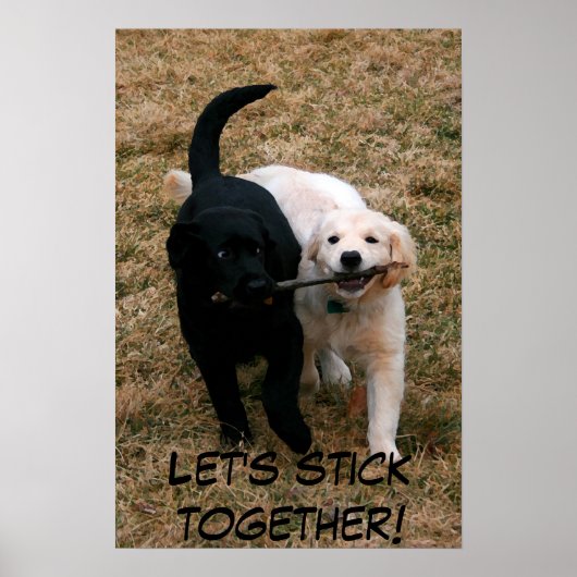 Black & white puppies poster (Vorne)