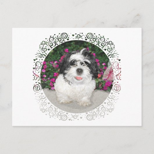 Black & White Shih Tzu Welppy Rescue Dog Postkarte (Vorderseite)