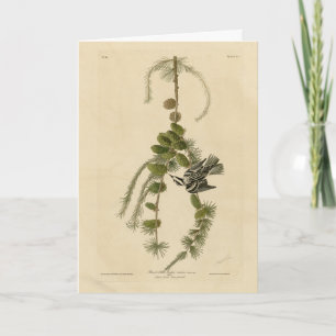 Black & White Warbler - Audubons Vögel in Amerika Karte