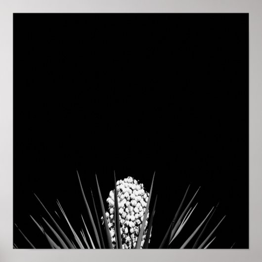 Black & White Yucca von LLR Poster (Vorne)