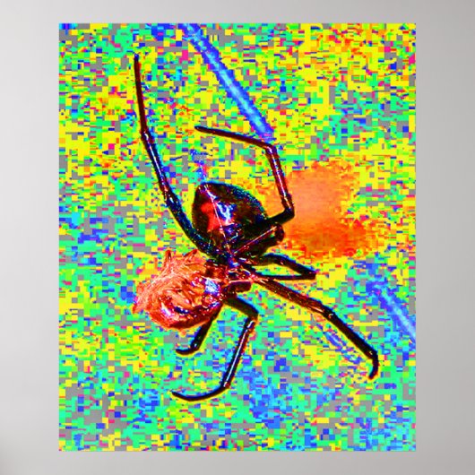 Black Widow Spider Eating Poster (Vorne)